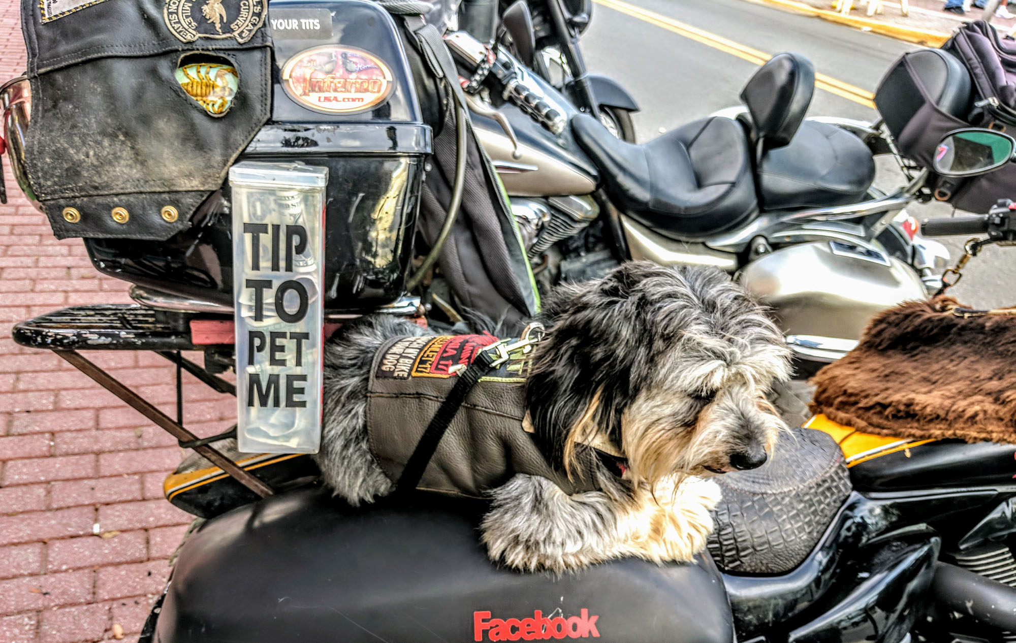 Met this cool Biker Dog on Main Street at Biketoberfest