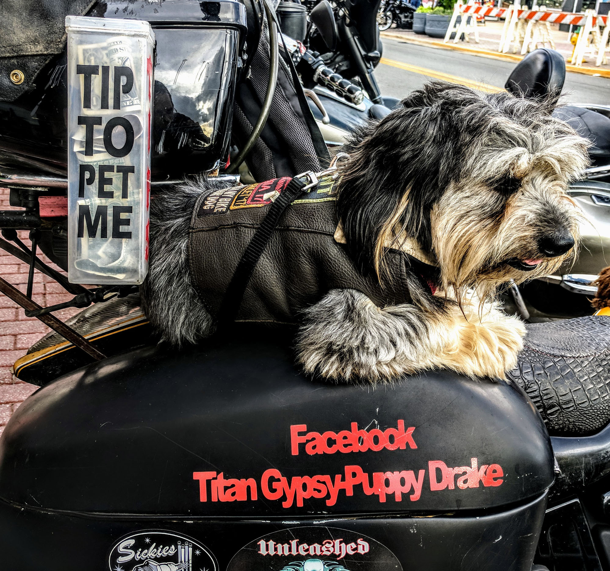 Met this cool Biker Dog on Main Street at Biketoberfest