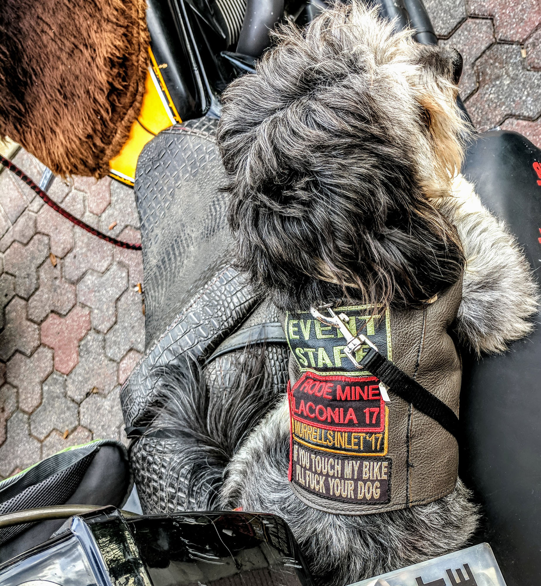 Met this cool Biker Dog on Main Street at Biketoberfest