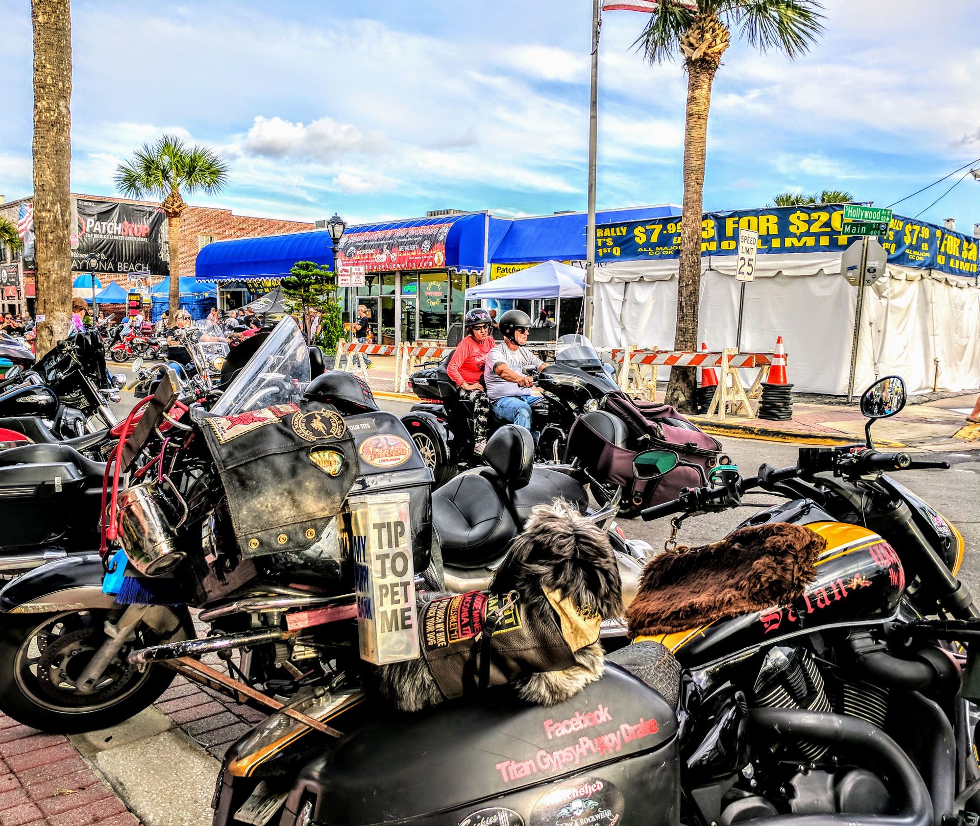 Met this cool Biker Dog on Main Street at Biketoberfest