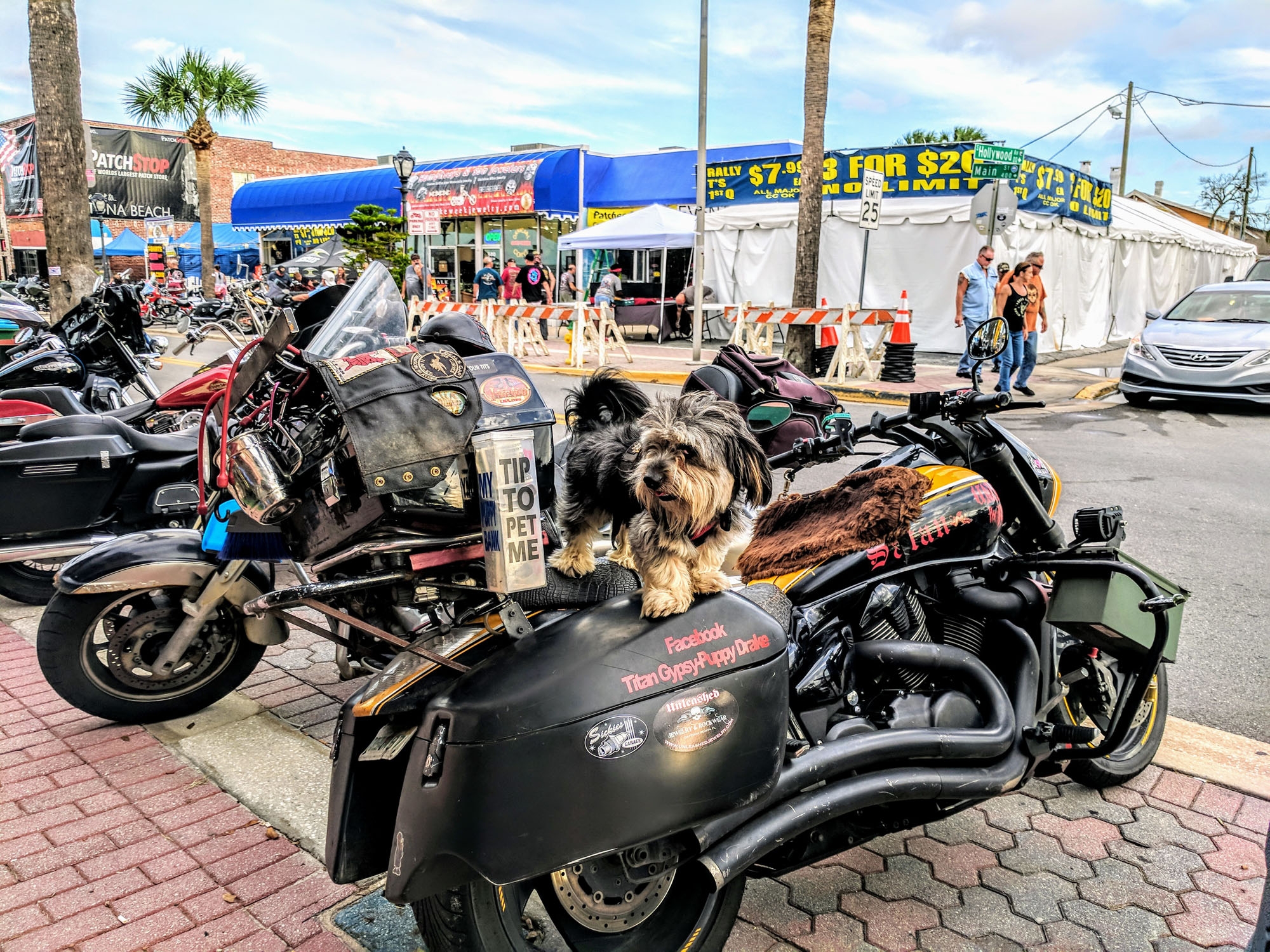 Met this cool Biker Dog on Main Street at Biketoberfest