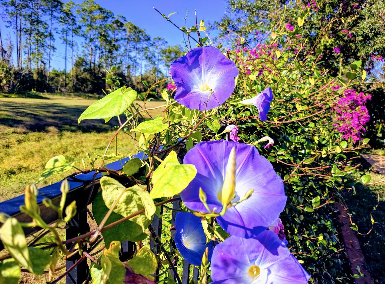 Morning Glories open all day long