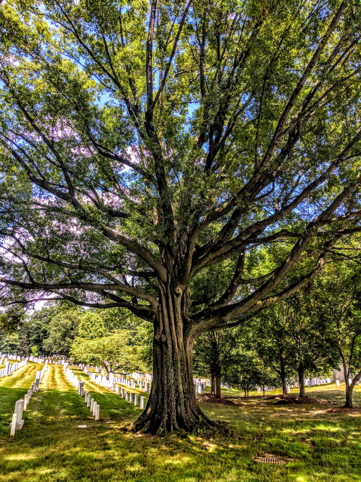 Tribute to the Arlington National Cemetery